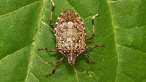 Un esemplare di Halyomorpha halys, detta comunemente cimice asiatica