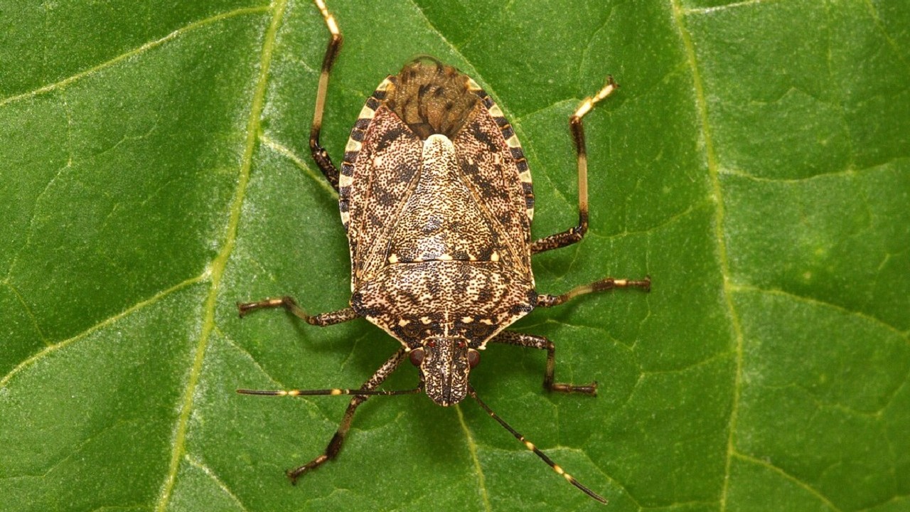 50 uova per volta nessun predatore e milioni di danni ecco perch233 le cimici asiatiche sono un incubo