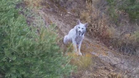 L'esemplare di lince iberica con leucismo immortalato da Ángel Hidalgo