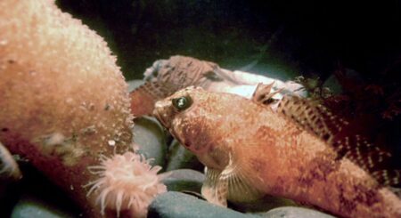 Lindbergichthys nudifrons