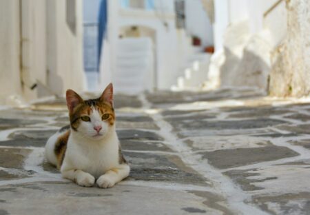 Un gatto greco