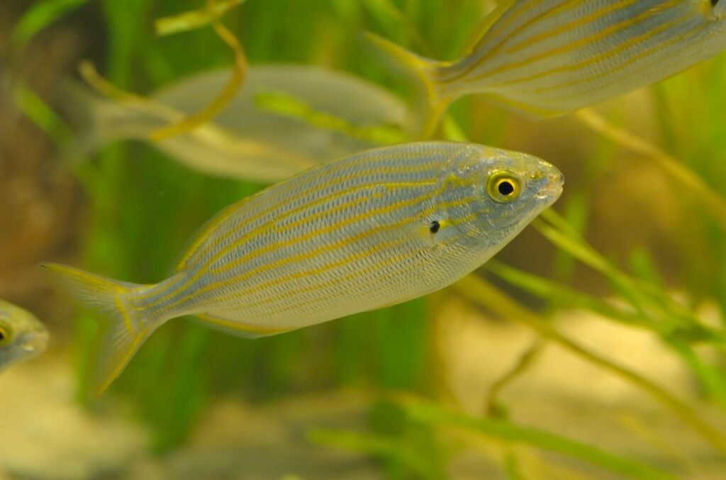 Un pesce salpa