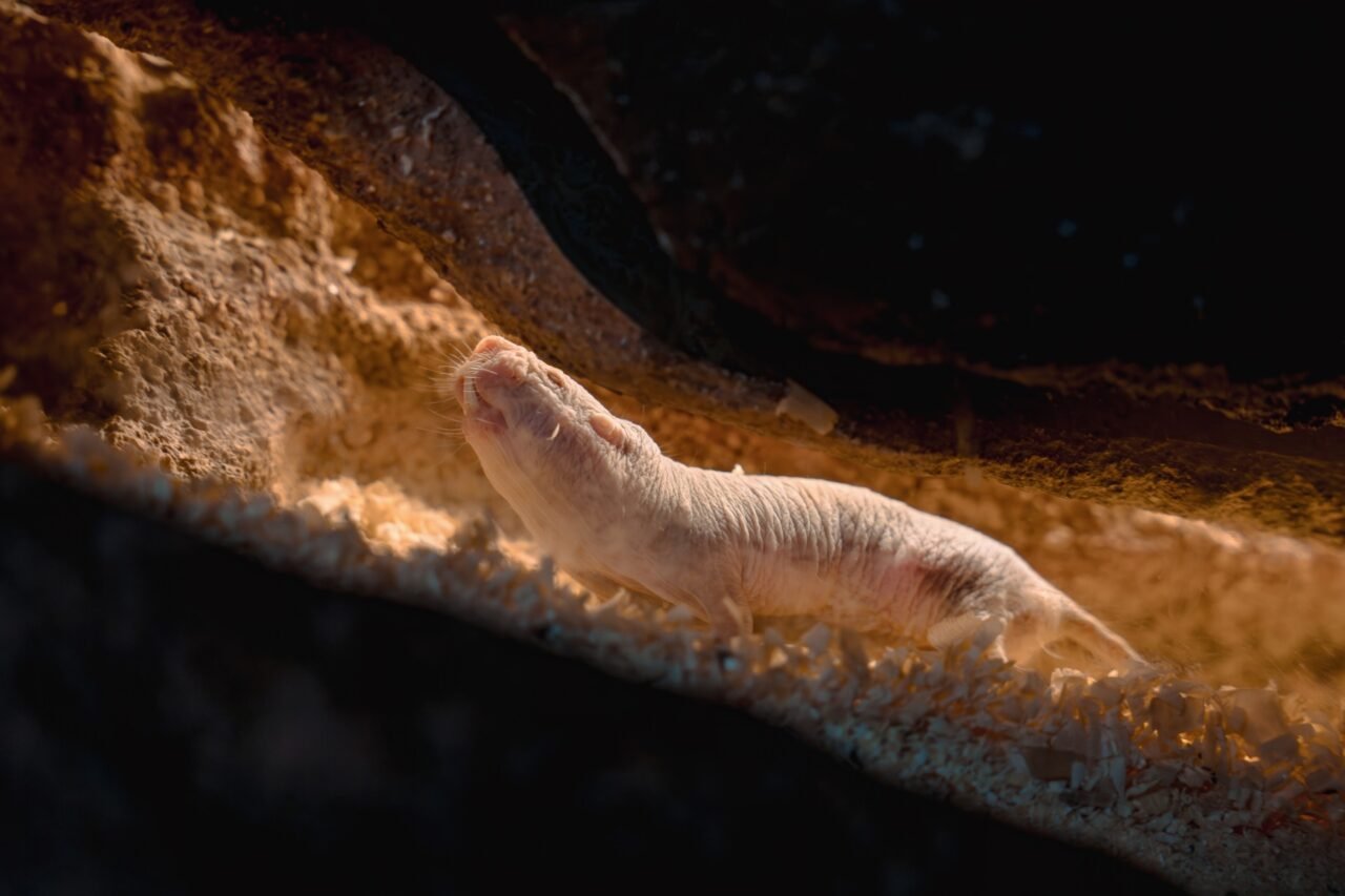 Un ratto talpa nudo
