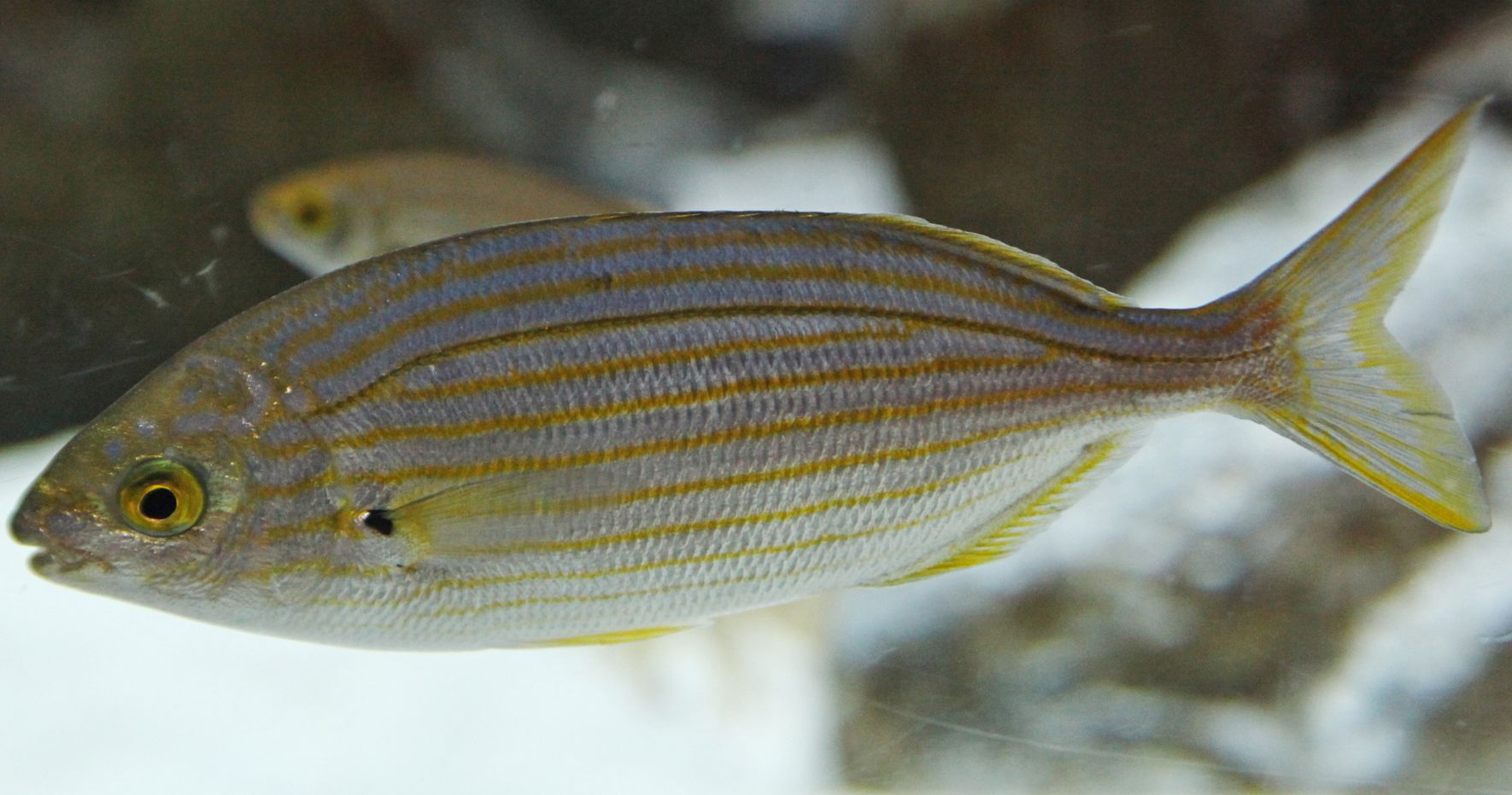 Una sarpa salma