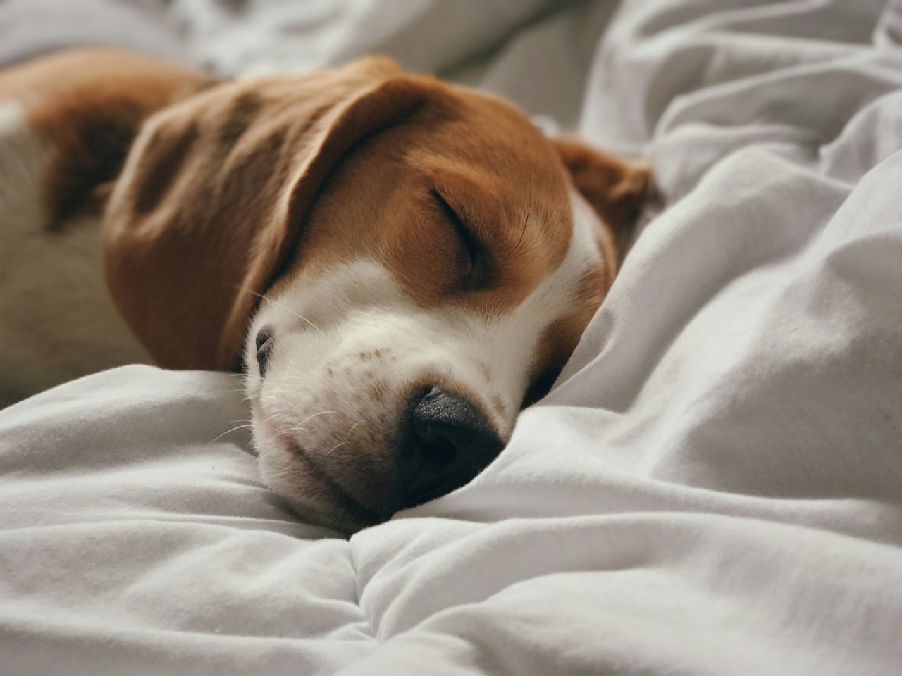 cane addormentato