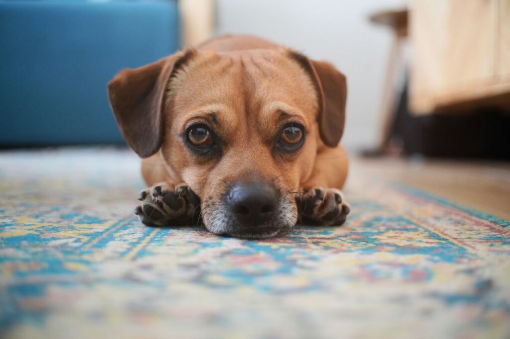 cane su tappeto