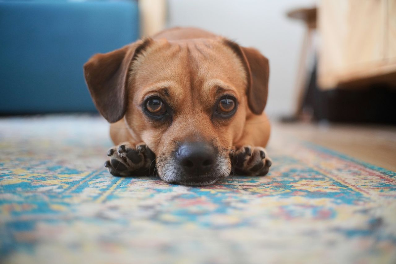 Il tuo cane distrugge casa quando esci? Non è dispetto, è un grido d’aiuto