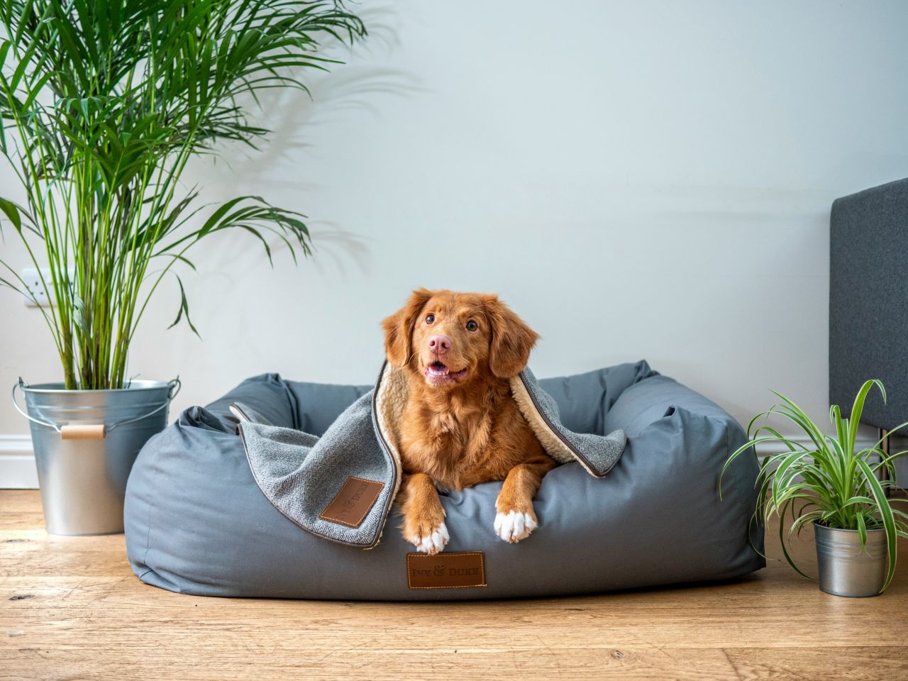 cane sul suo divano