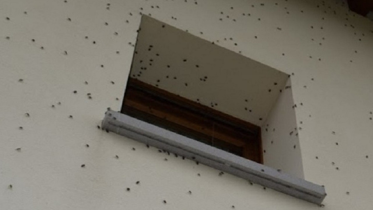 Un'abitazione infestata dalle cimici asiatiche