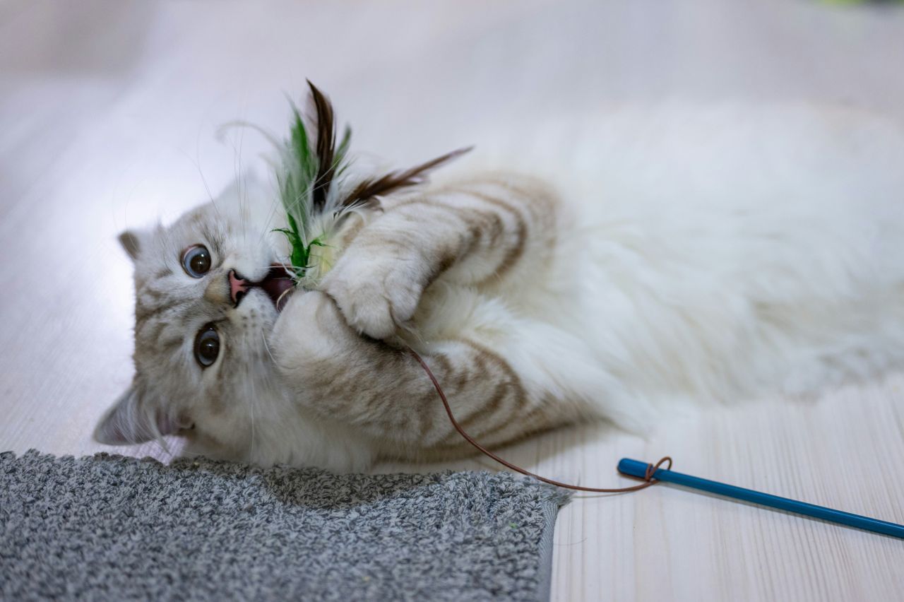 gatto che gioca