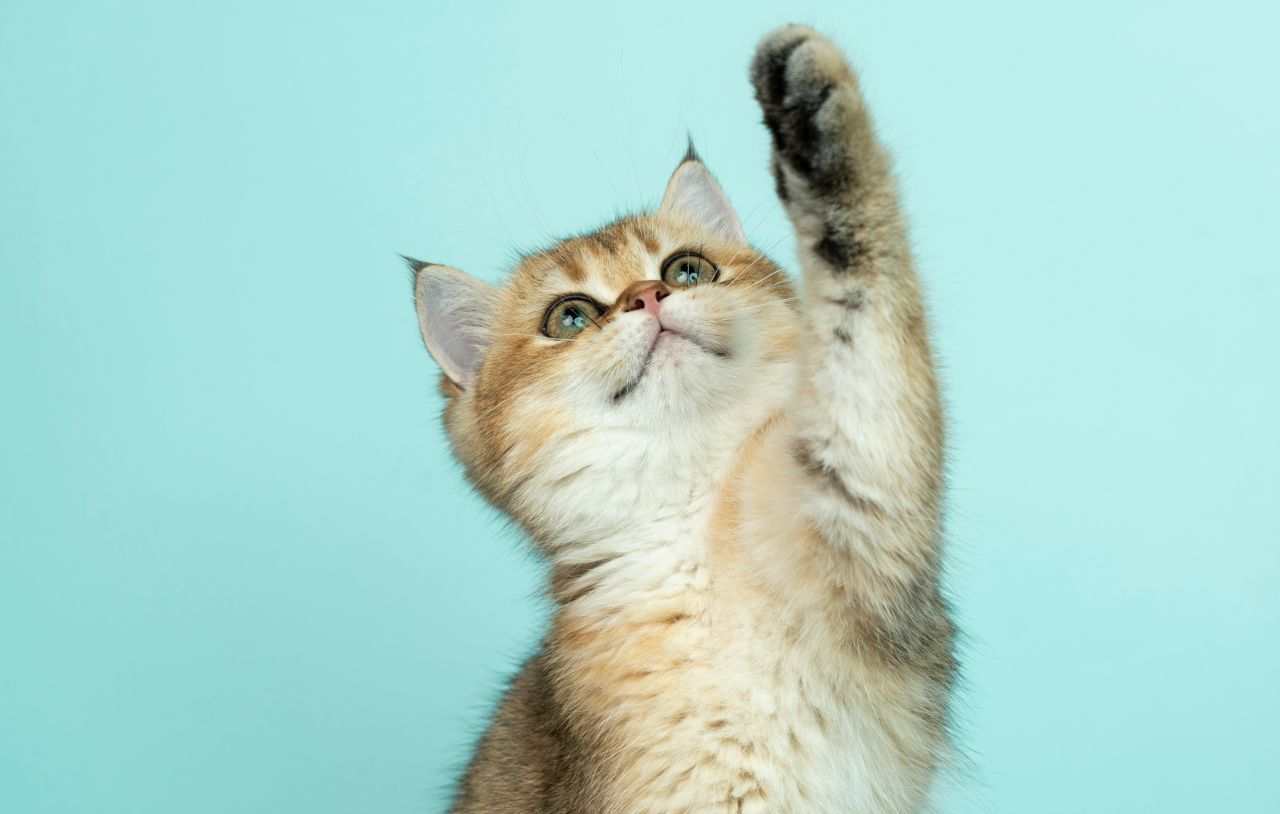 Perché il tuo gatto ti graffia mentre gioca? C’è un segreto