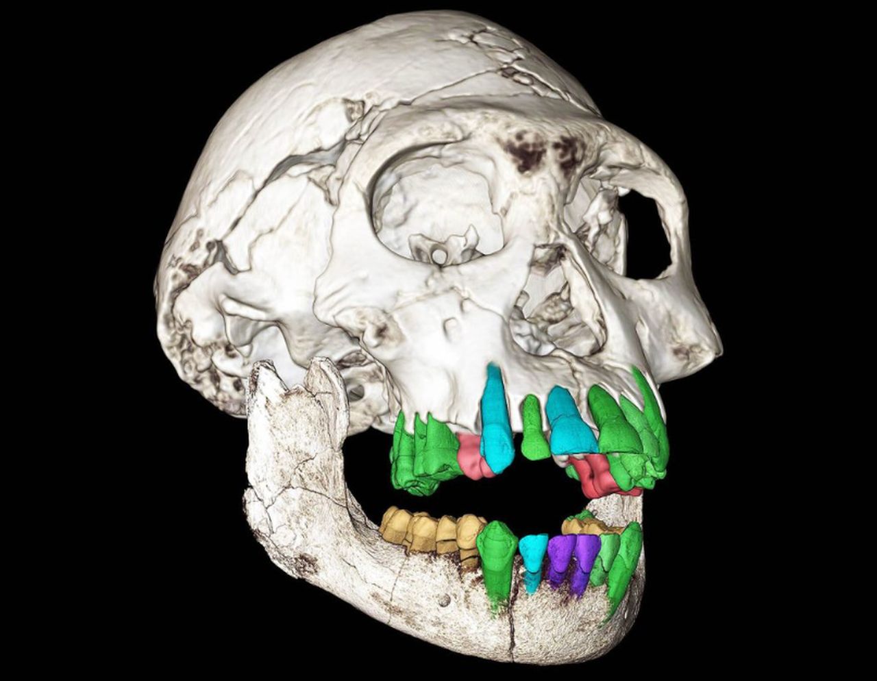 perch233 noi umani ci mettiamo tanto a crescere lo spiega il fossile del dente di un undicenne di due milioni di anni fa