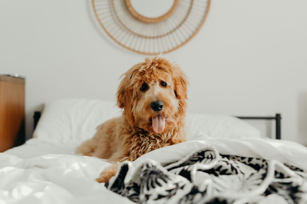 un dolcissimo cane sul letto