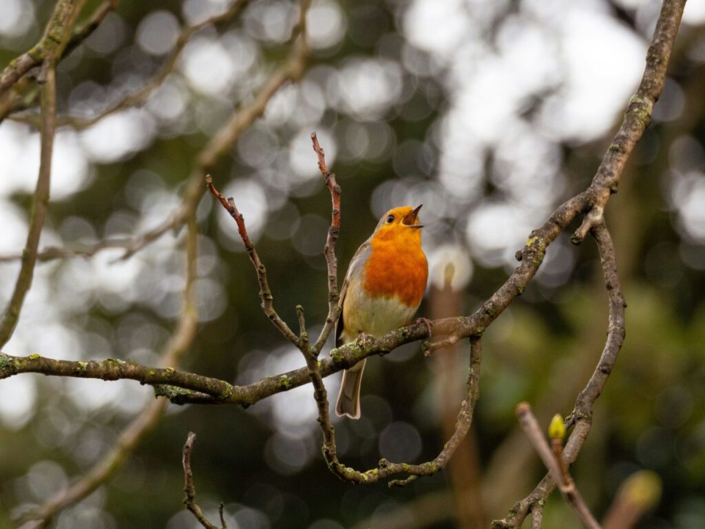 un pettirosso intona il suo canto