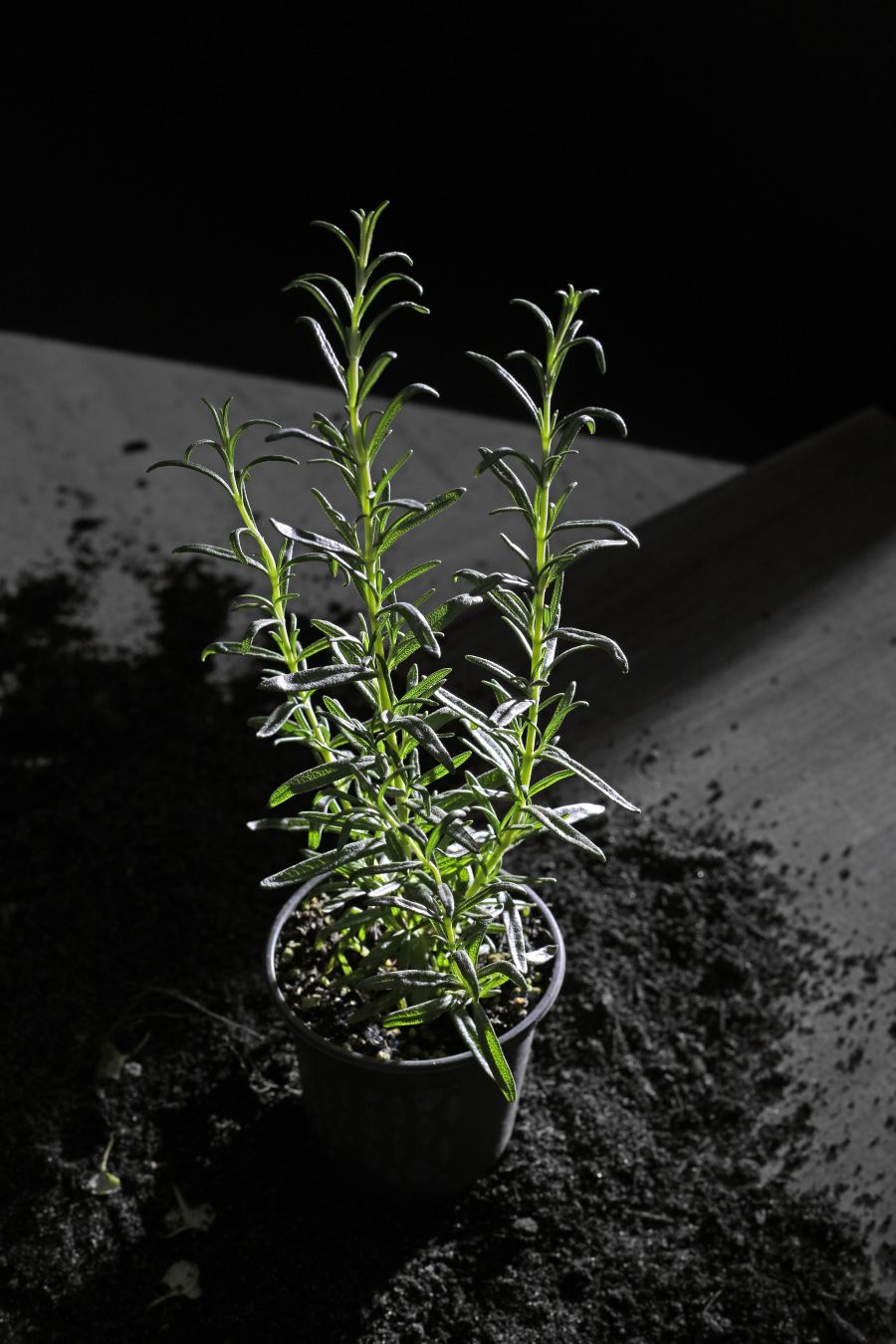  una pianta di rosmarino 