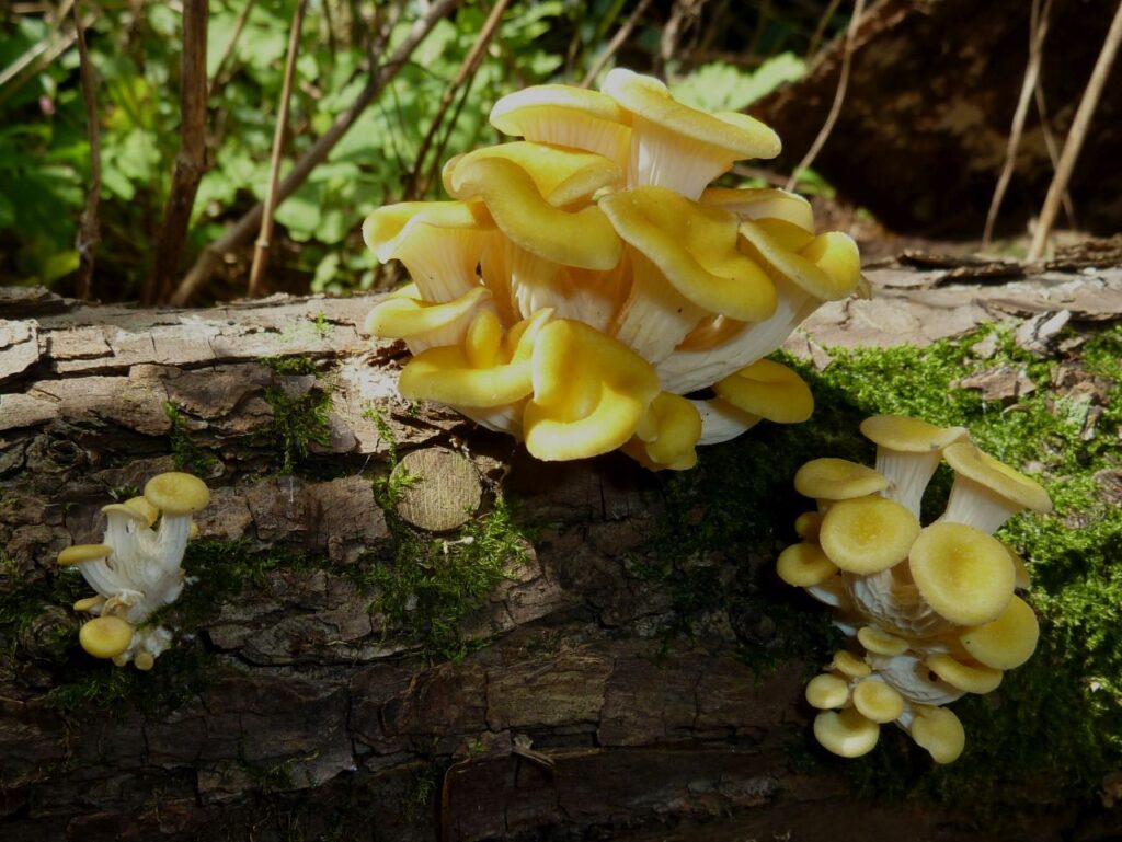 Il Pleurotus citrinopileatus