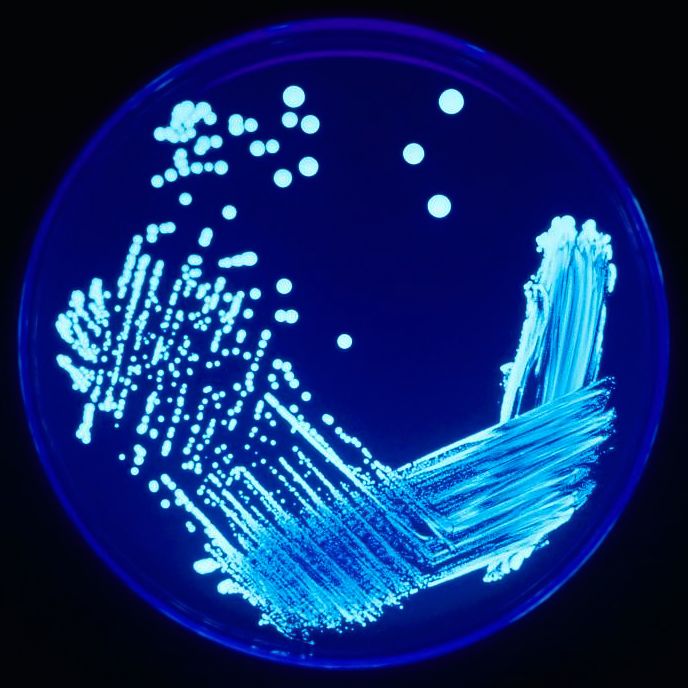 Legionella su vetrino