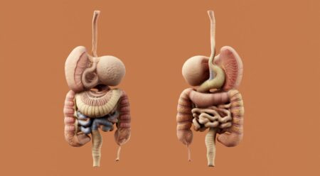 Morbo di Crohn, l’intelligenza artificiale risolve il mistero delle cellule che attaccano l’intestino Tavola anatomica apparato digerente