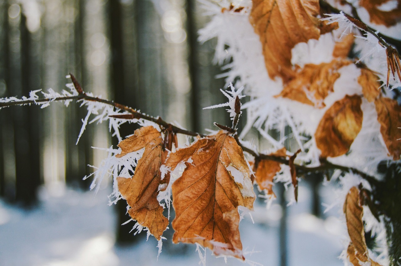 Da mercoledì 19 sono inoltre previste nevicate e gelate anche a bassa quota