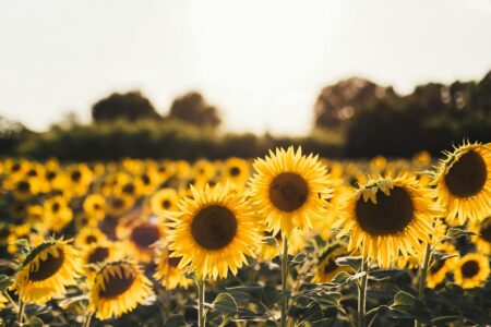 Un campo di girasoli
