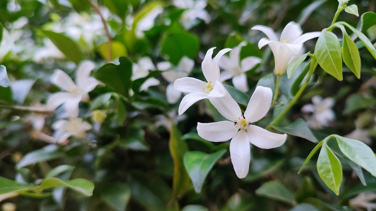 Dei fiori di gelsomino