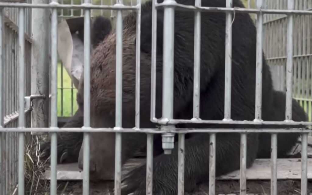 orso in gabbia in Giappone