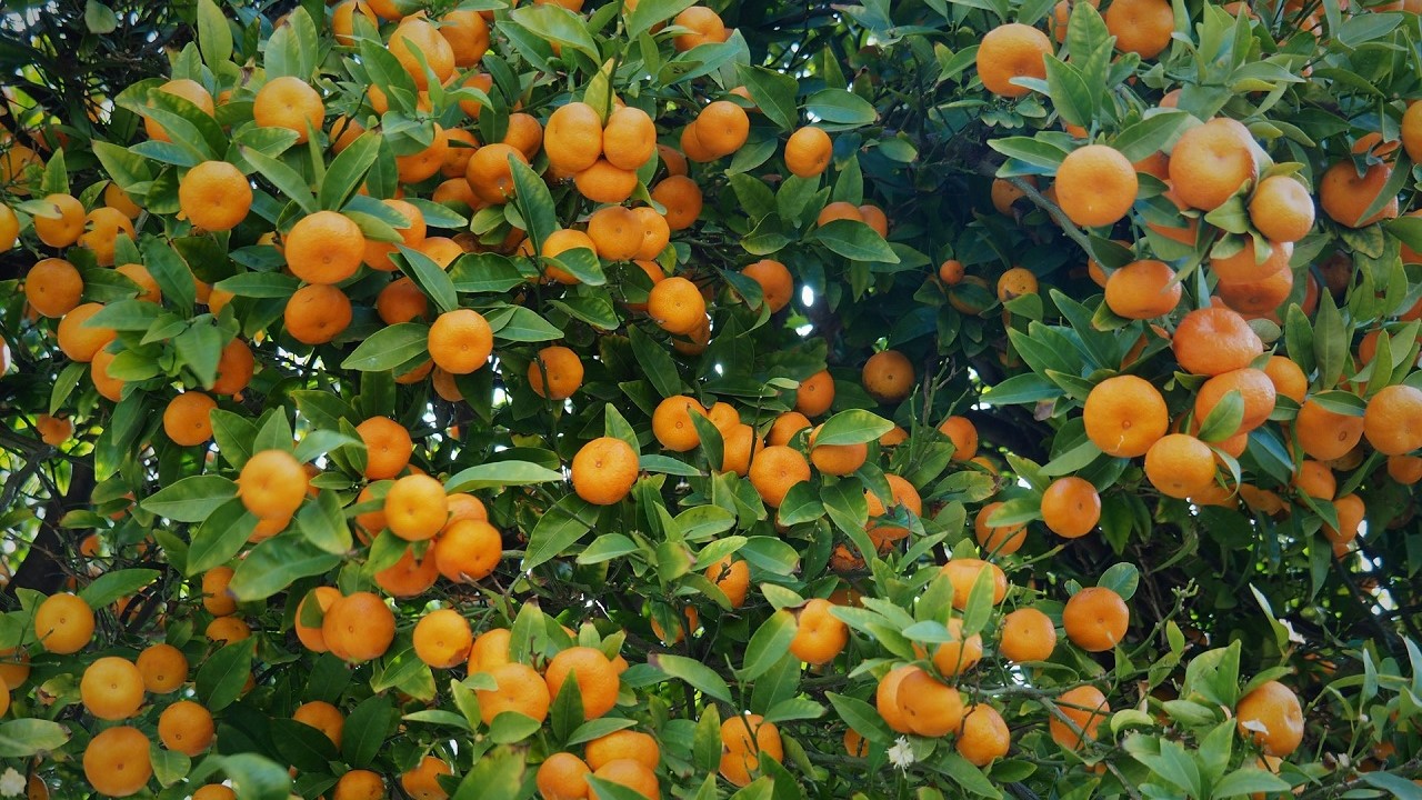 Un albero di mandarini
