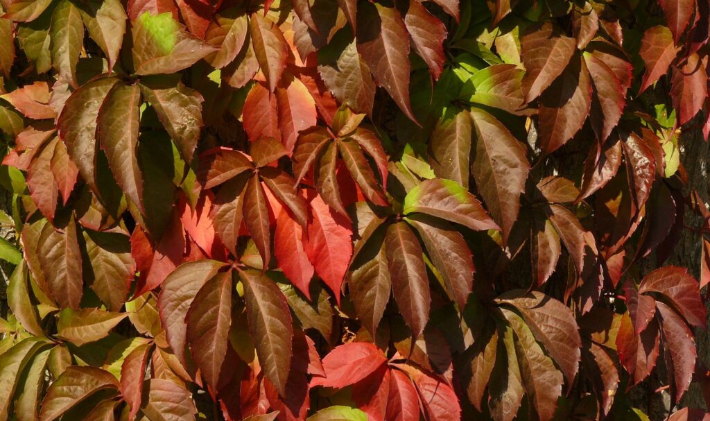 Foglie di Parthenocissus