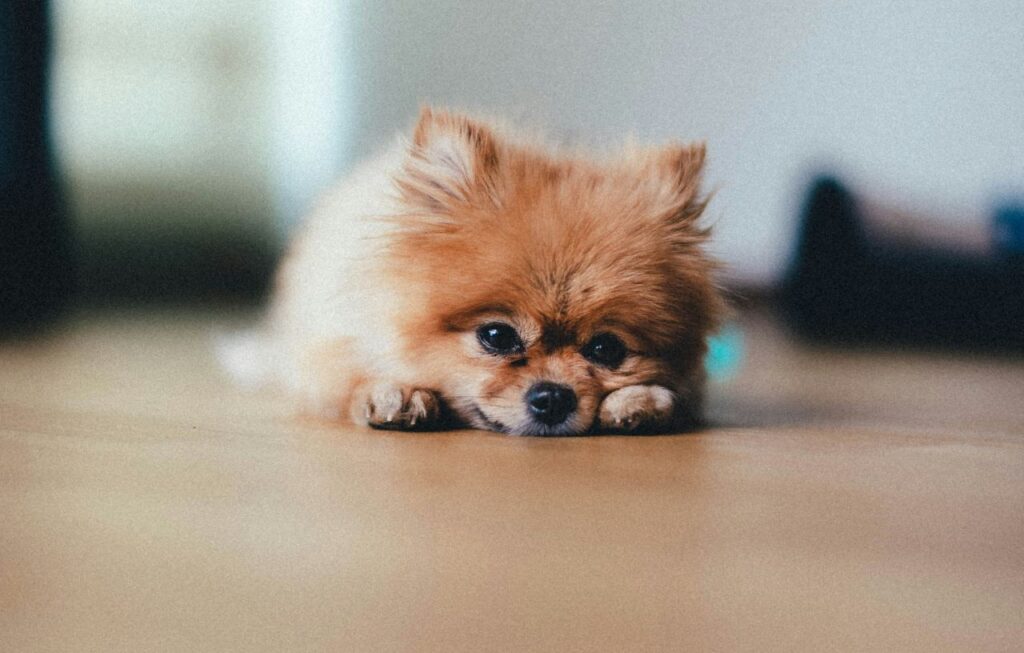 Un volpino perplesso