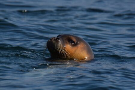 Nuota felice in laguna e la foca monaca avvistata a Venezia diventa una star del web (VIDEO) Una foca monaca del Mediterraneo