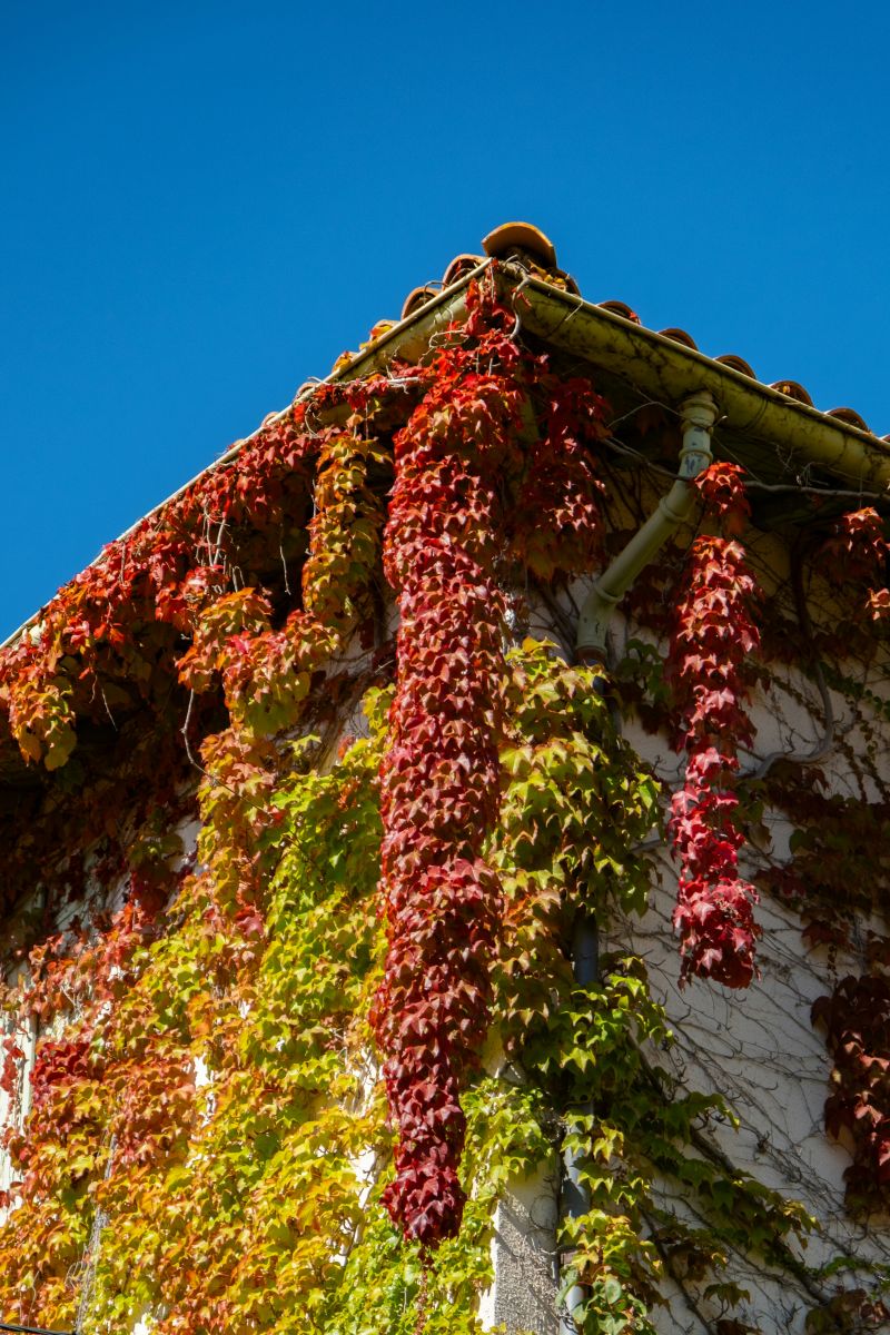 casa ricoperta da Parthenocissus