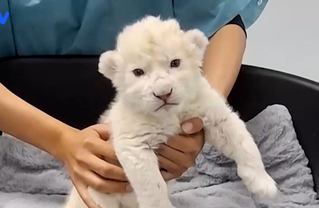 Uno dei due leoncini bianchi appena nati in Venezuela