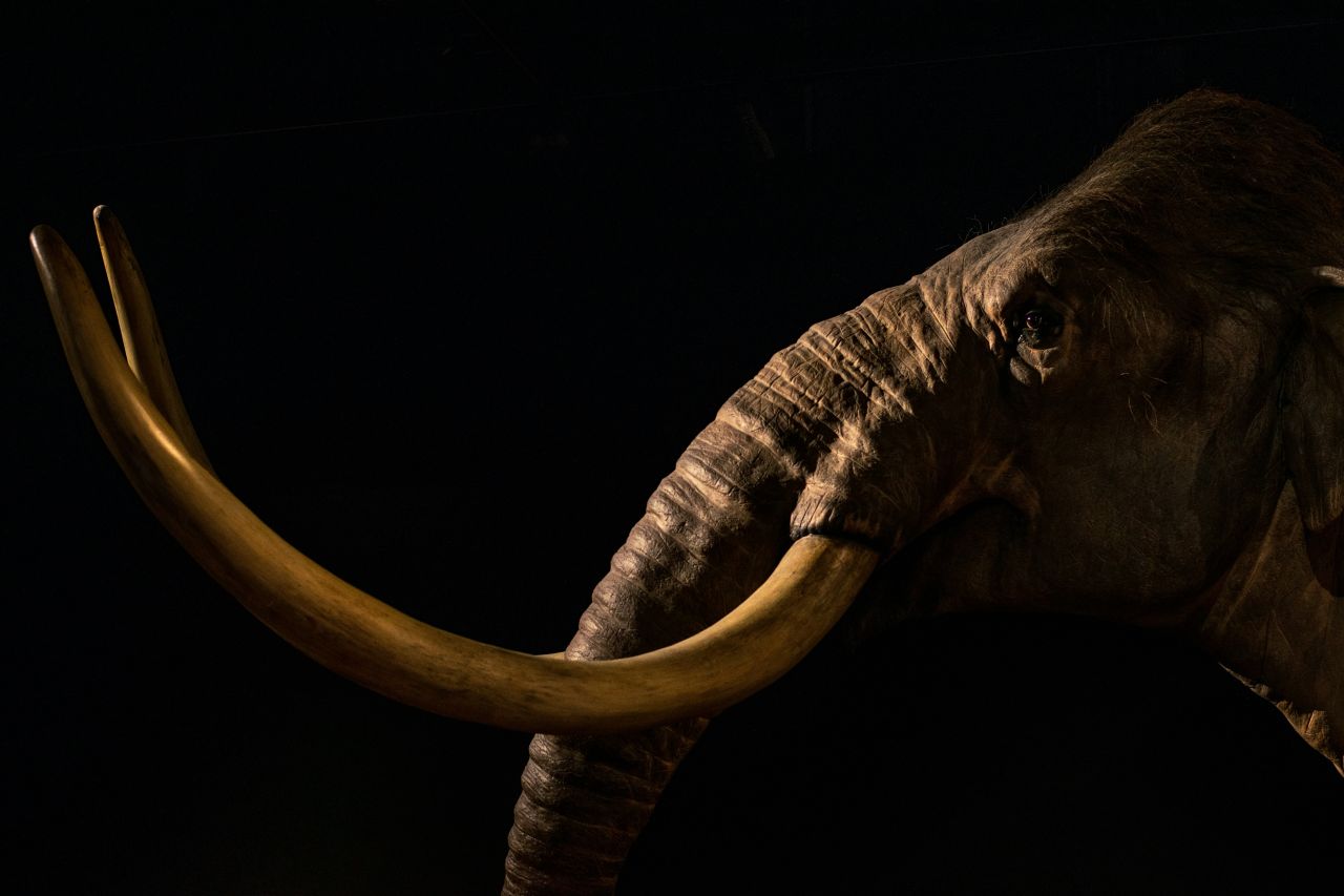modello di mammut