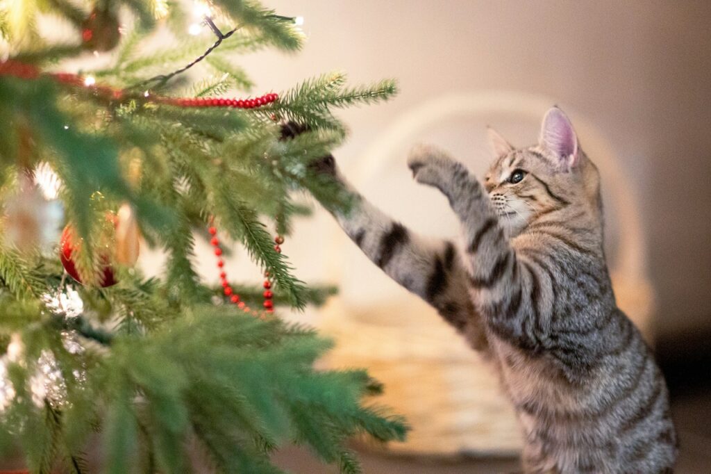 Un gattino gioca con un albero di Natale