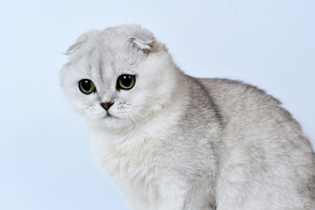 un adorabile scottish fold