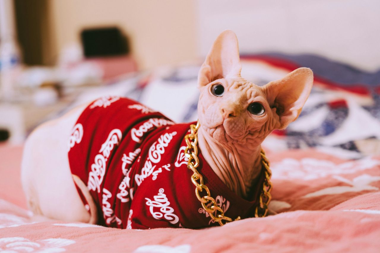 un dolce gatto Sphynx