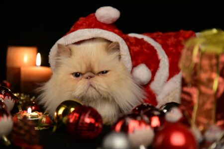 un gatto di Natale perplesso