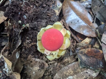 Sembra un fungo, ma non è… la Balonophora è la pianta parassita più strana sulla Terra una balonophera fungosa