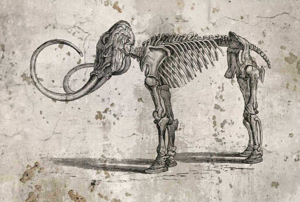 vecchio disegno mammut
