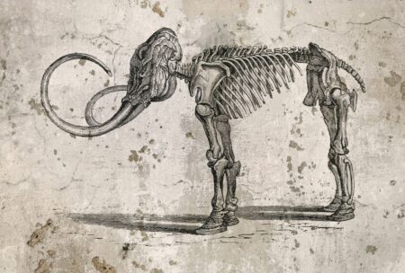 vecchio disegno mammut