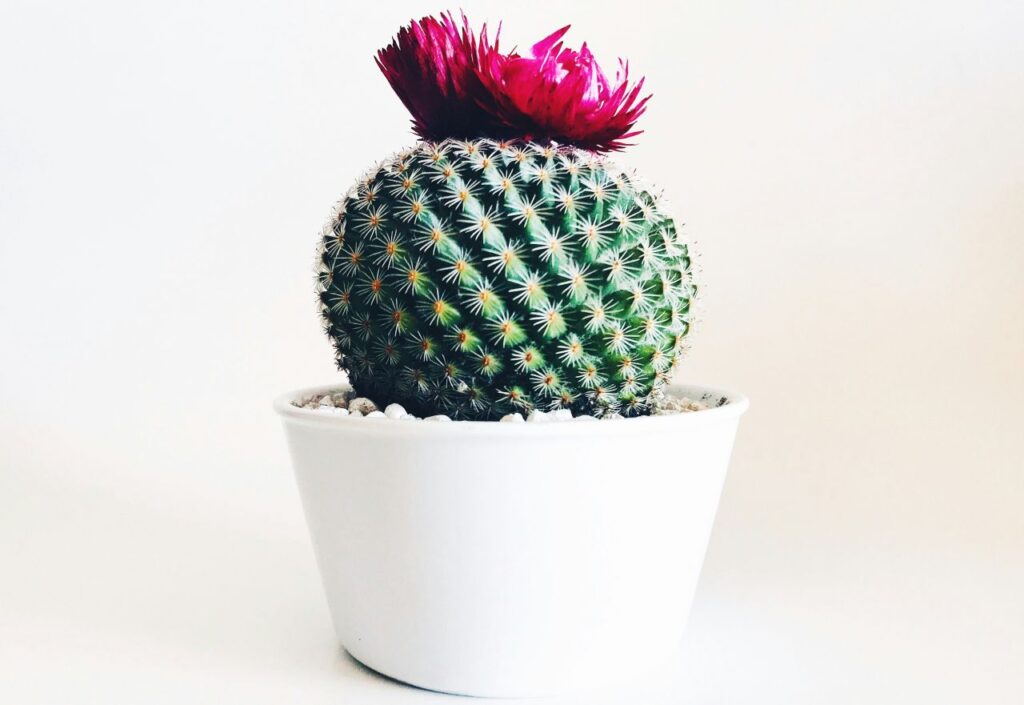 adorabile cactus fiorito