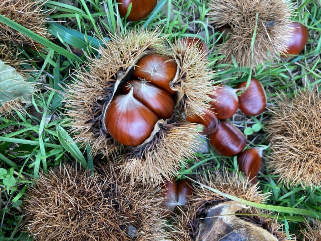 castagne