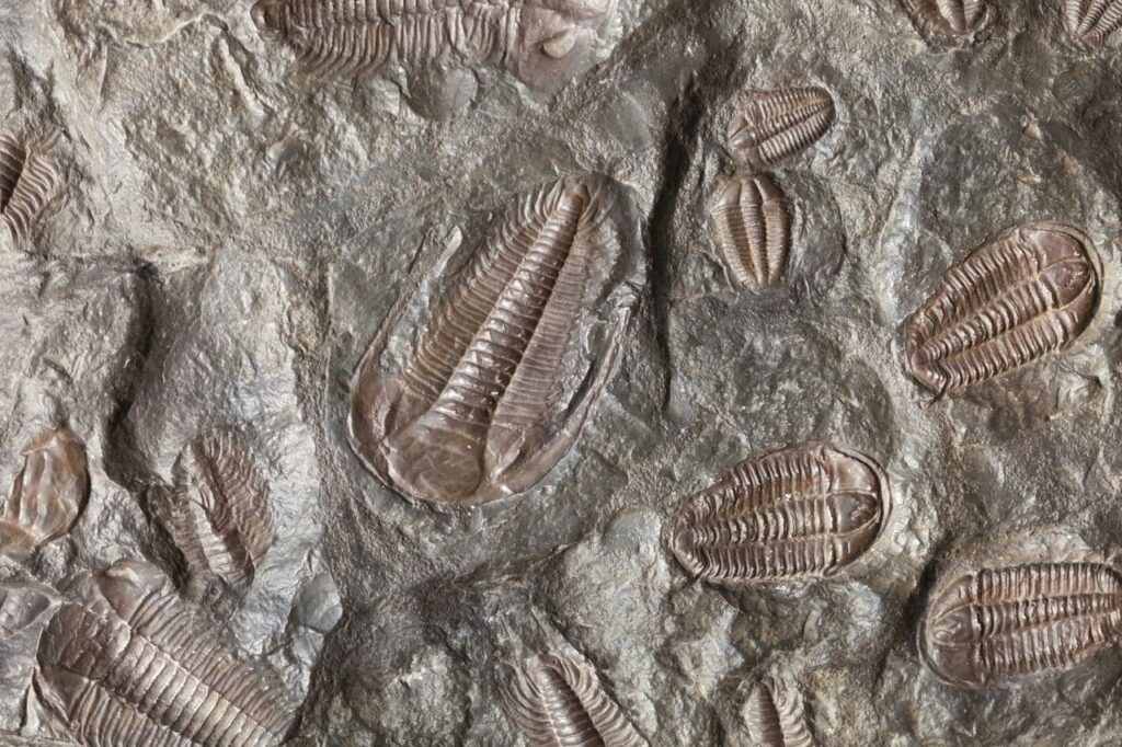 Un tesoro che riscrive l’evoluzione: scoperti in Cina 91 nuovi animali sopravvissuti a un’estinzione di massa fossili di artropodi