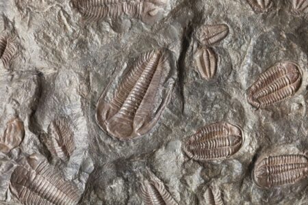 Un tesoro che riscrive l’evoluzione: scoperti in Cina 91 nuovi animali sopravvissuti a un’estinzione di massa fossili di artropodi