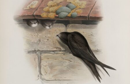 illustrazione rondone