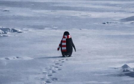 pinguino atletico madrid