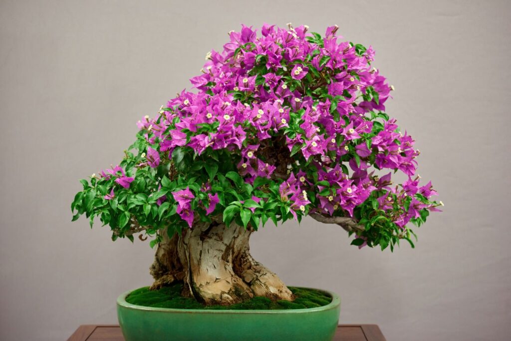 un bonsai con fiori rosa