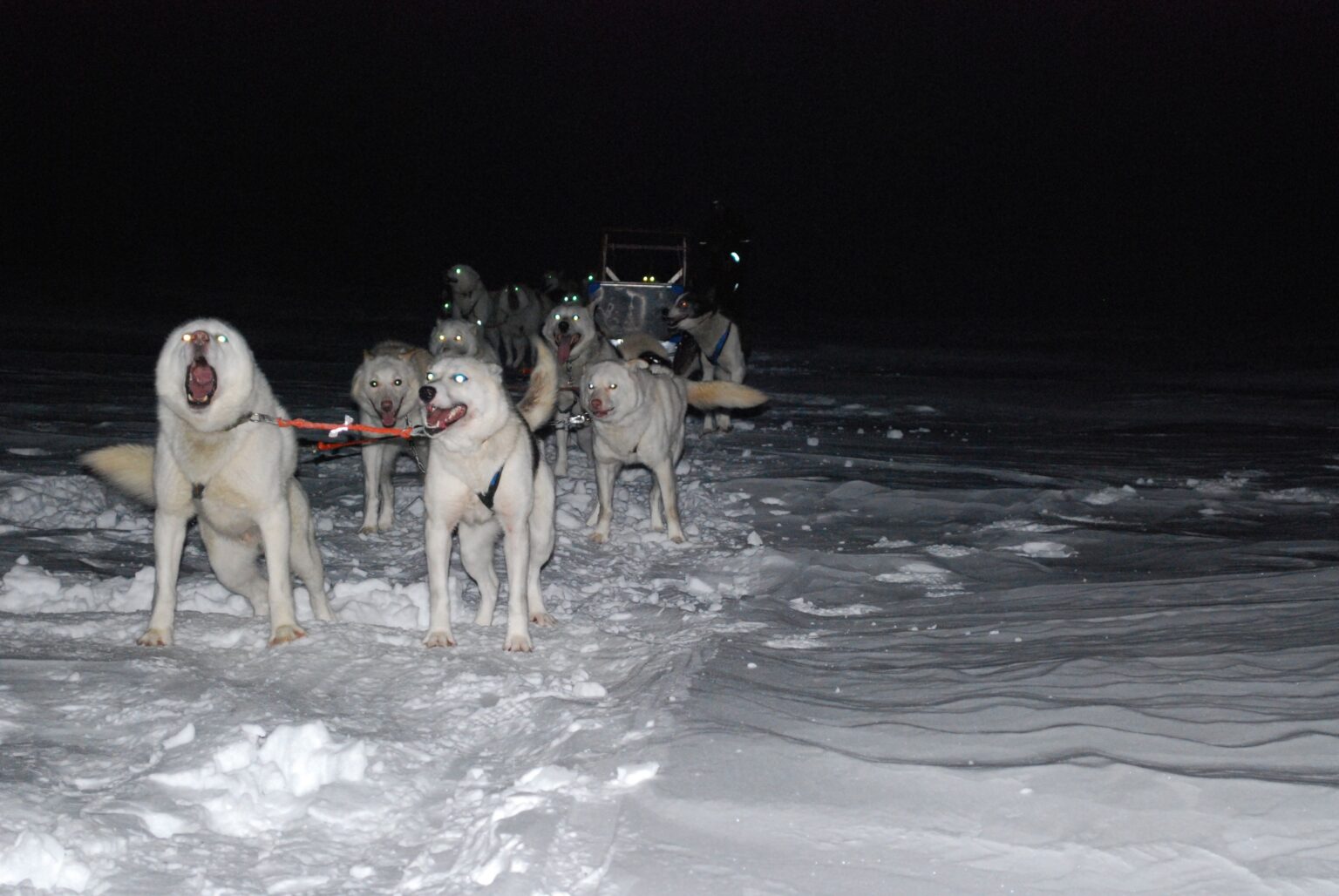 Alaskan Husky sulla slitta