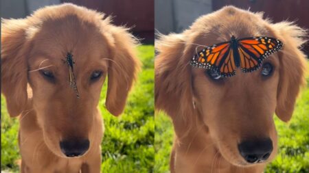 Charlie e la sua amica farfalla