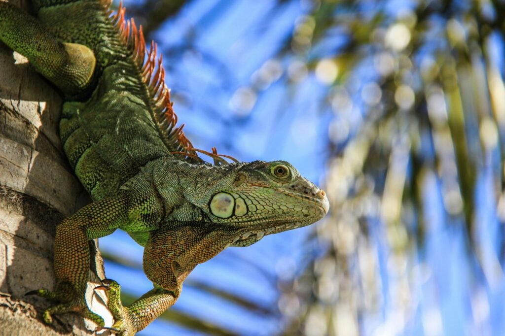 Lo strano caso delle iguane congelate in Florida, c’è troppo freddo per i rettili (così vengono raccolte) Iguana su un albero